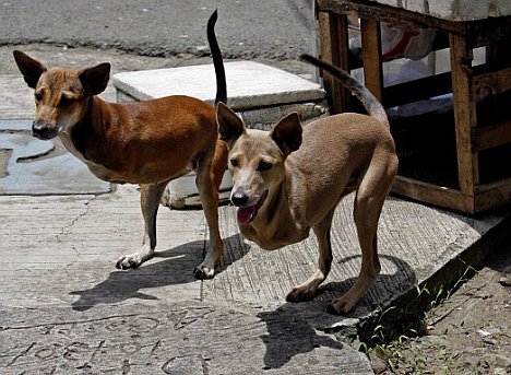 Hunde-Kängurus