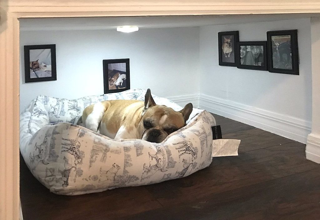 Haus mit separater Treppe für kleine Hunde HundeBar, das Hund