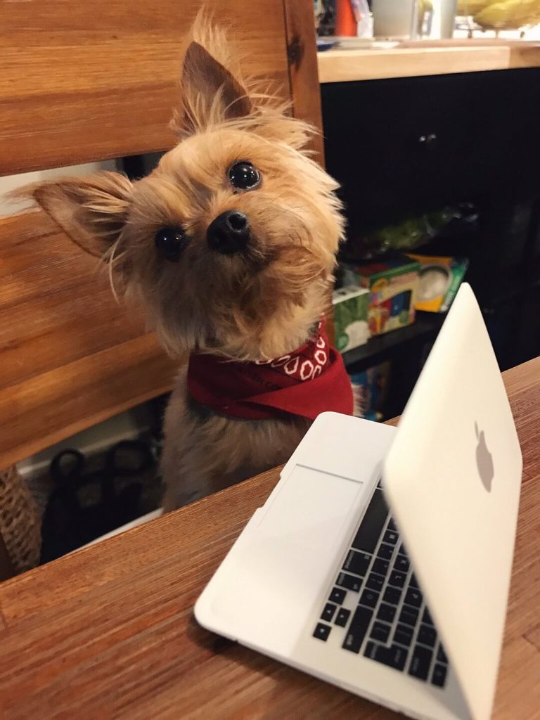 Laptop für den Hund