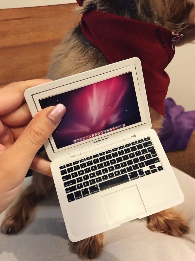Laptop für den Hund