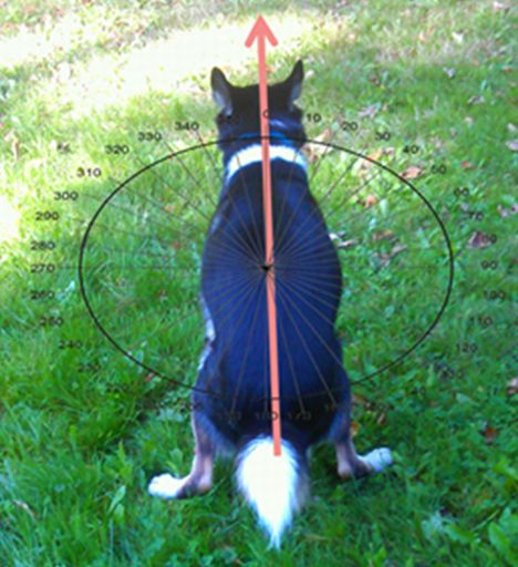 Magnetsinn bei Hunden