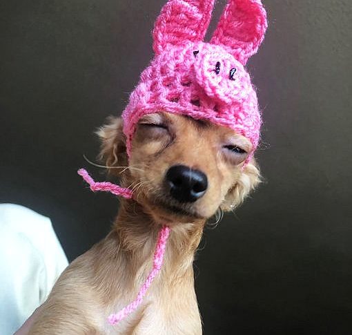 Häkelmütze für den Hund