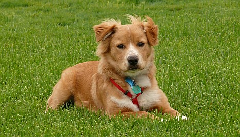 Nova Scotia Duck Tolling Retriever