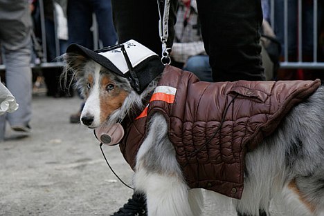 New York Halloween Dog Parade 2010 (1)
