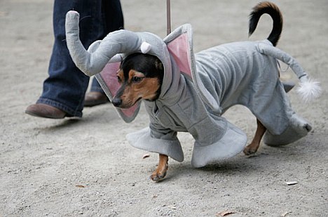 New York Halloween Dog Parade 2010 (2)