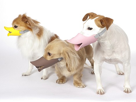 Oppo Dog Quack 1