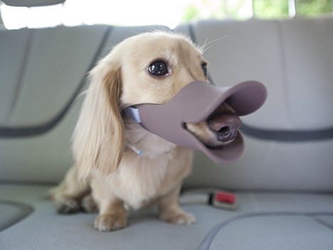 Oppo Dog Quack 2