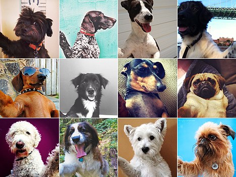 petselfies