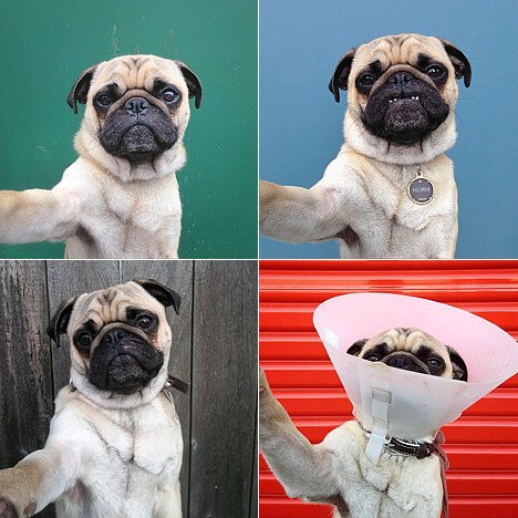 petselfiez