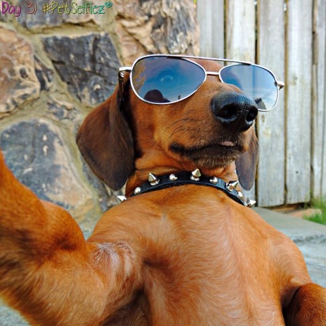 petselfiez Foto 01