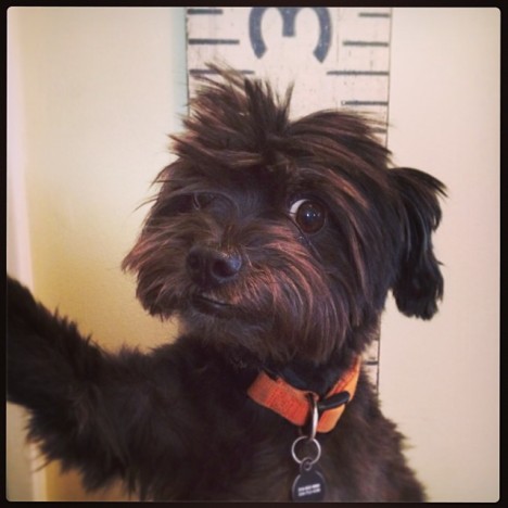 petselfiez Foto 02
