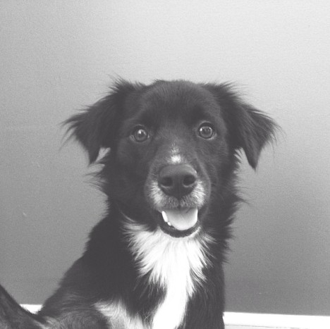 petselfiez Foto 06