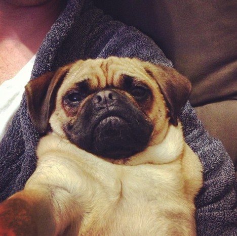 petselfiez Foto 07