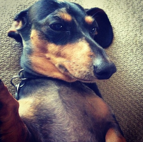 petselfiez Foto 09