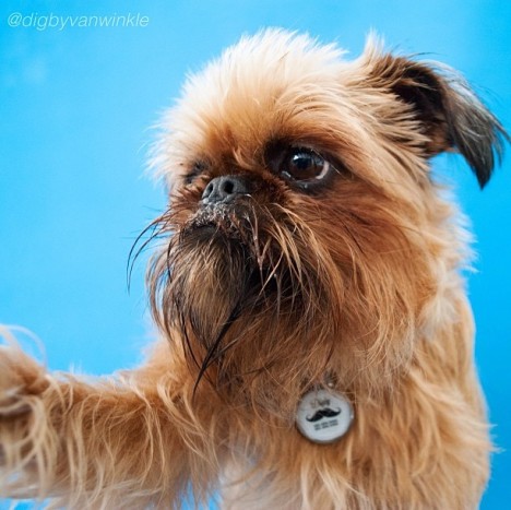 petselfiez Foto 11