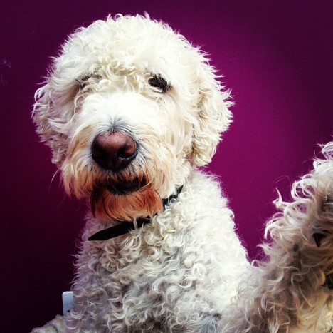petselfiez Foto 15