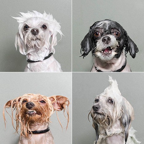 Sophie Gamand - Wet Dogs