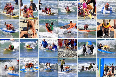 Surf City Surf Dog Competition