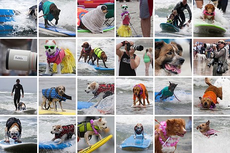 Coronado Bay Resort Surf Dog Competition