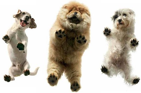 Tim Flach: Hunde. Ein Bildband